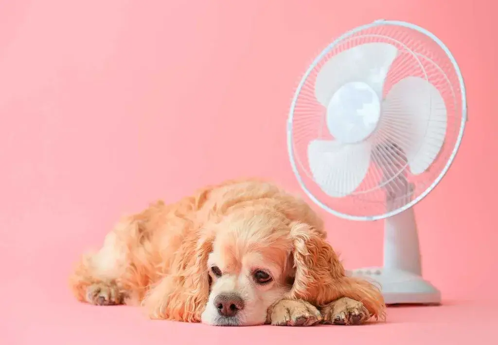 Calor en Chihuahua con perro descansando bajo sombra durante altas temperaturas extremas