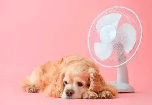 Calor en Chihuahua con perro descansando bajo sombra durante altas temperaturas extremas