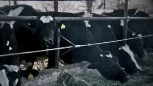 Productores lecheros de Chihuahua durante labores en establo ante crisis por bajos precios de la leche y aumento de costos.