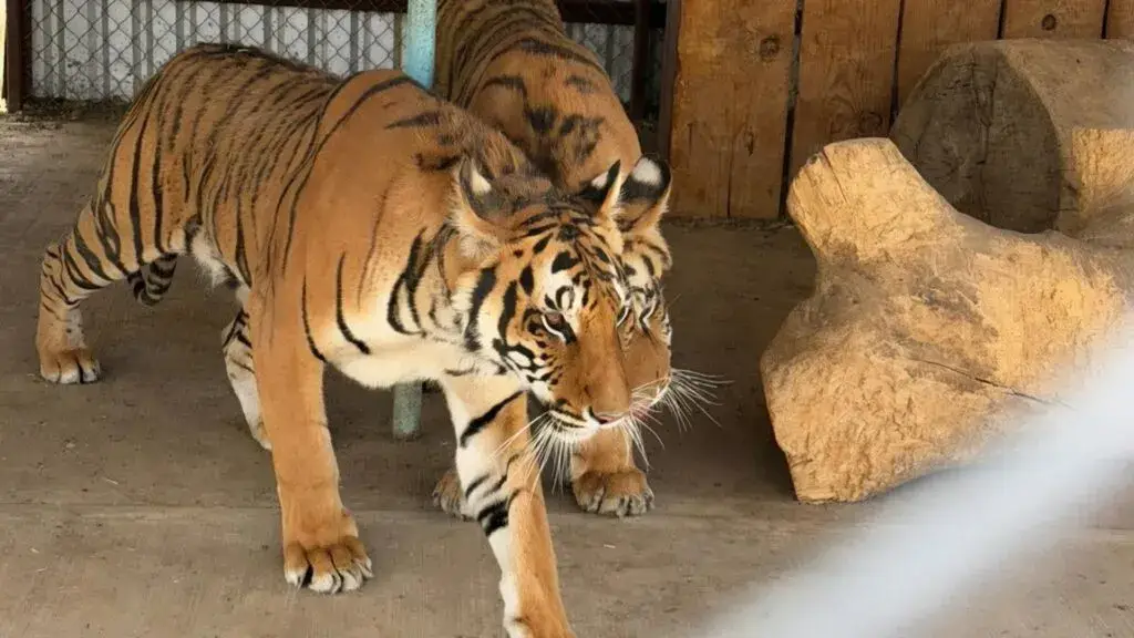 Dos tigres de bengala asegurados en Nonoava, Chihuahua, durante operativo federal por fauna silvestre protegida.