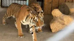 Dos tigres de bengala asegurados en Nonoava, Chihuahua, durante operativo federal por fauna silvestre protegida.