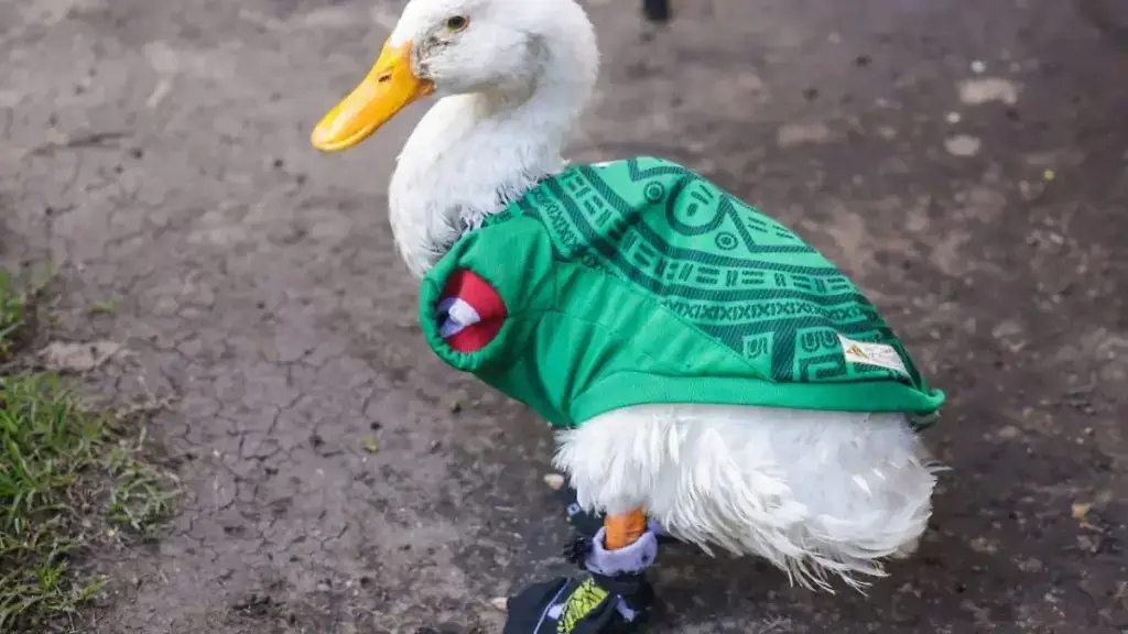 Merlín, el pato que acompaña a la Selección Mexicana durante el Mundial 2026