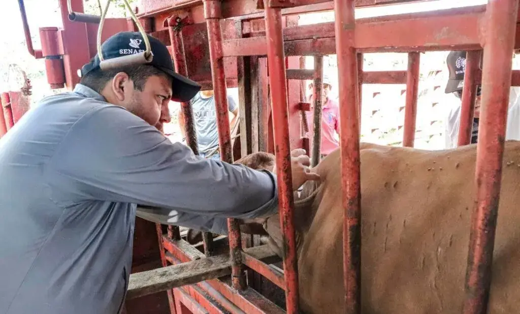 Sube a 11 cifra de casos de gusano barrenador en Chihuahua El texto original de este artículo fue publicado por la Agencia Quadratín en la siguiente dirección: https://bajio.quadratin.com.mx/sube-a-11-cifra-de-casos-de-gusano-barrenador-en-chihuahua/ Este contenido se encuentra protegido por la ley. Si lo cita, por favor mencione la fuente y haga un enlace a la nota original de donde usted lo ha tomado. Agencia Quadratín. Todos los Derechos Reservados © 2023.