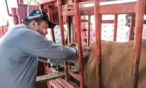 Sube a 11 cifra de casos de gusano barrenador en Chihuahua El texto original de este artículo fue publicado por la Agencia Quadratín en la siguiente dirección: https://bajio.quadratin.com.mx/sube-a-11-cifra-de-casos-de-gusano-barrenador-en-chihuahua/ Este contenido se encuentra protegido por la ley. Si lo cita, por favor mencione la fuente y haga un enlace a la nota original de donde usted lo ha tomado. Agencia Quadratín. Todos los Derechos Reservados © 2023.