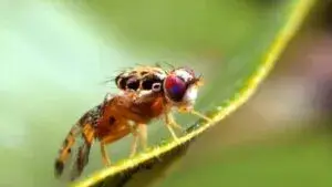 Enviarán hoy mosca estéril vs gusano barrenador