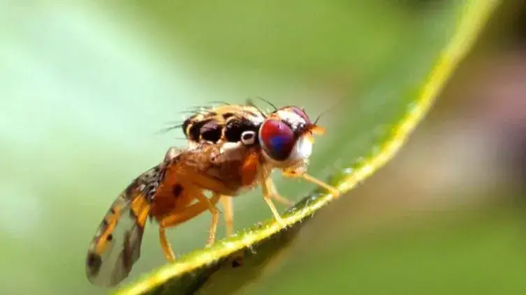 Enviarán hoy mosca estéril vs gusano barrenador