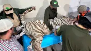 Kenzo durante el operativo de rescate que terminó con la muerte del tigre de bengala en el Estado de México.