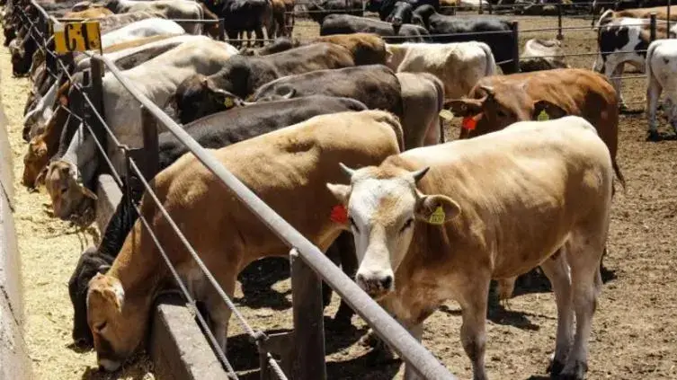 Ganado bovino en un punto de inspección previo a la exportación hacia Estados Unidos.