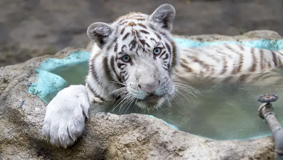 Tigre de Bengala en un centro de conservación.