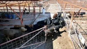 Exportación de ganado desde Chihuahua hacia Estados Unidos se reactiva con controles sanitarios por el gusano barrenador